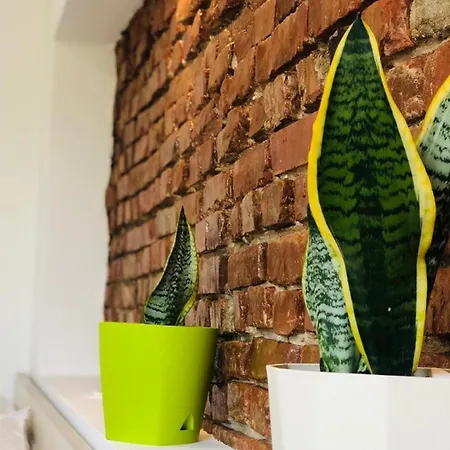 Sela Rent- & Optional Car Hire Penzion